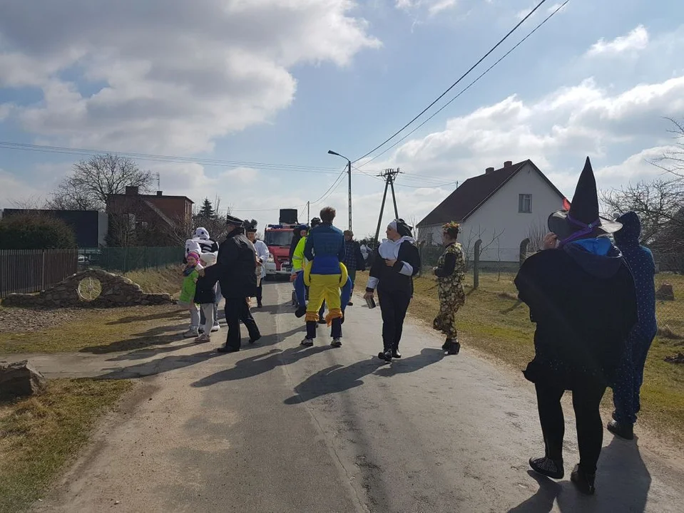 Niedźwiedzie powrócą w Lany Poniedziałek. Wielu na nich czekało od dwóch lat