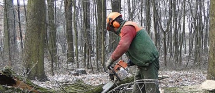 Wycinają drzewa pod obwodnicę, będą utrudnienia  - Zdjęcie główne