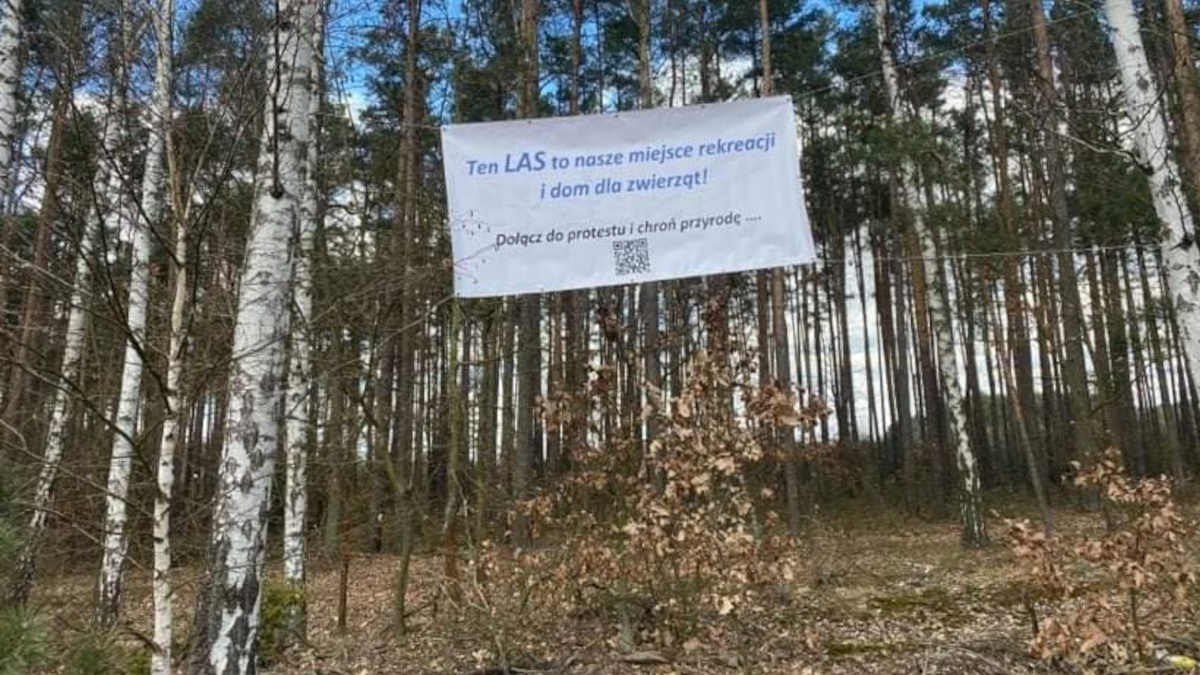 Grupa mieszkańców protestuje przeciwko wycinaniu drzew pod drogę