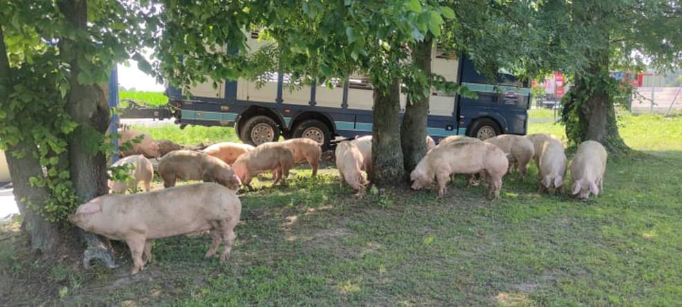 Ciężarówka przewożąca świnie wypadła z DK 15 w Golinie