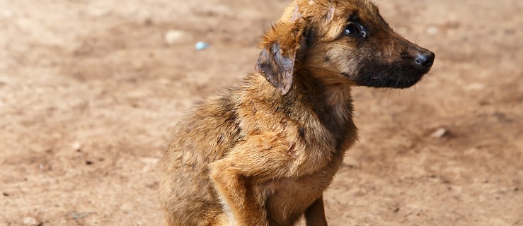 Kotlin: Gmina zapłaci za leczenie wygłodzonych psów  - Zdjęcie główne