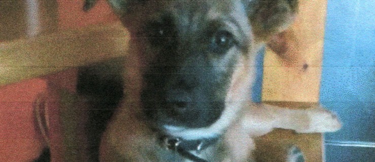 Właściciel poszukuje zaginionego psa. Za pomoc wyznaczył nagrodę pieniężną - Zdjęcie główne