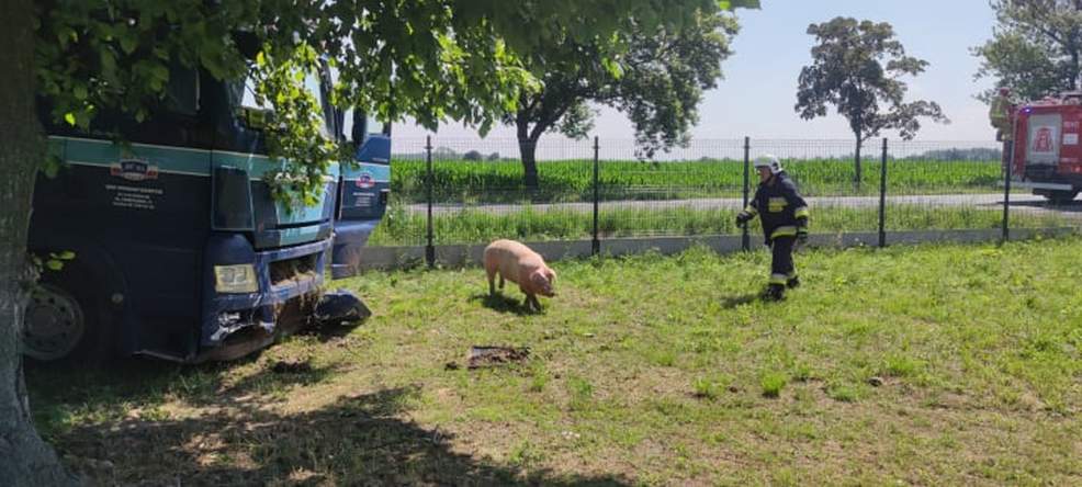 Ciężarówka przewożąca świnie wypadła z DK 15 w Golinie