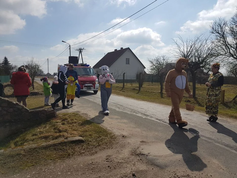 Niedźwiedzie powrócą w Lany Poniedziałek. Wielu na nich czekało od dwóch lat