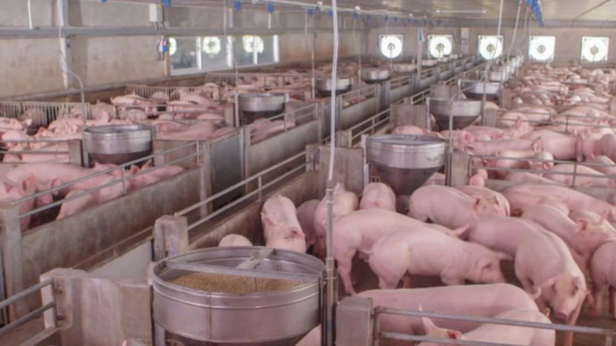 Świnie w górę. Ile kosztuje tucznik?