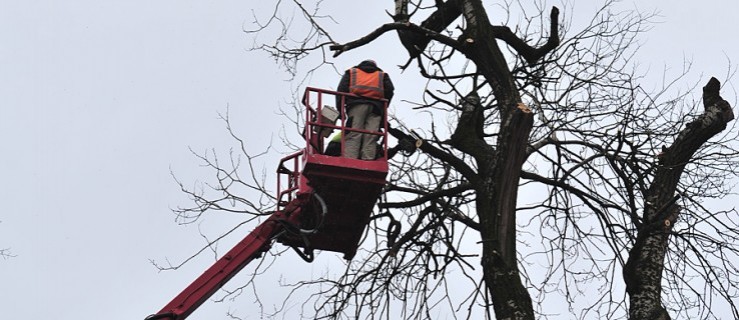 Wielka wycinka w parku. Utrudnienia na drodze - Zdjęcie główne