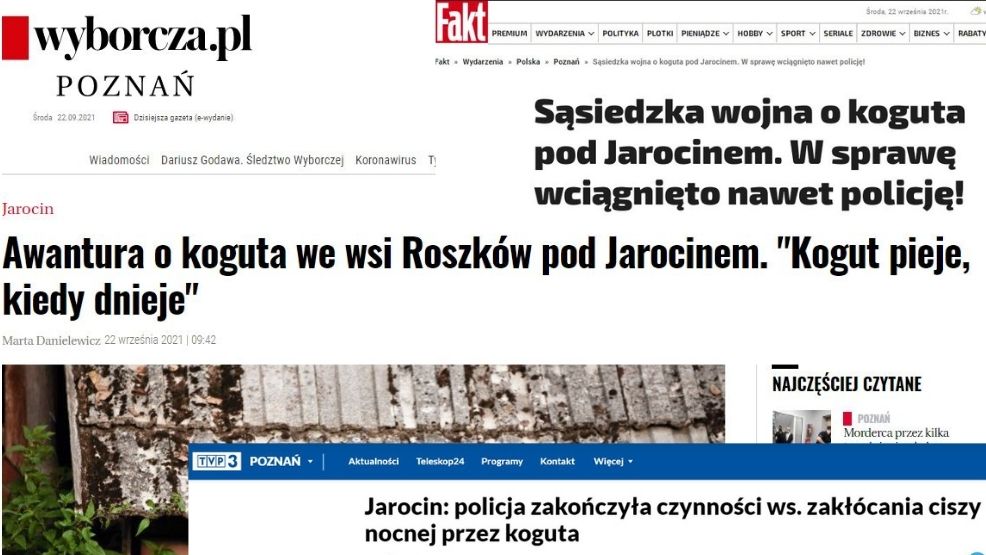 Piejący kogut spod Jarocina bohaterem ogólnopolskich mediów. Co napisali?  - Zdjęcie główne