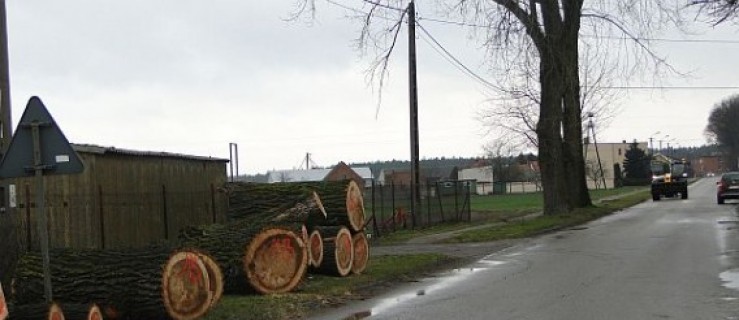 Wycinają drzewa przy drogach  - Zdjęcie główne