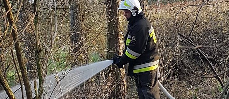 Strażacy gasili pożar w lesie - Zdjęcie główne