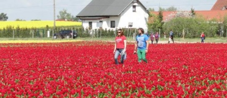 Na targach królowały tulipany! - Zdjęcie główne