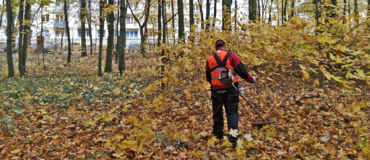 Ekipa wycinająca park w Jarocinie odkryła to [ZDJĘCIA] - Zdjęcie główne