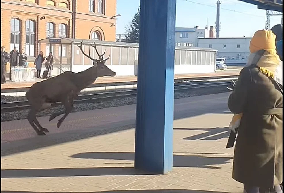 Pasażerowie przecierali oczy ze zdumienia. Trzy dorodne jelenie wpadły na peron dworca w Jarocinie [ZDJĘCIA]  - Zdjęcie główne