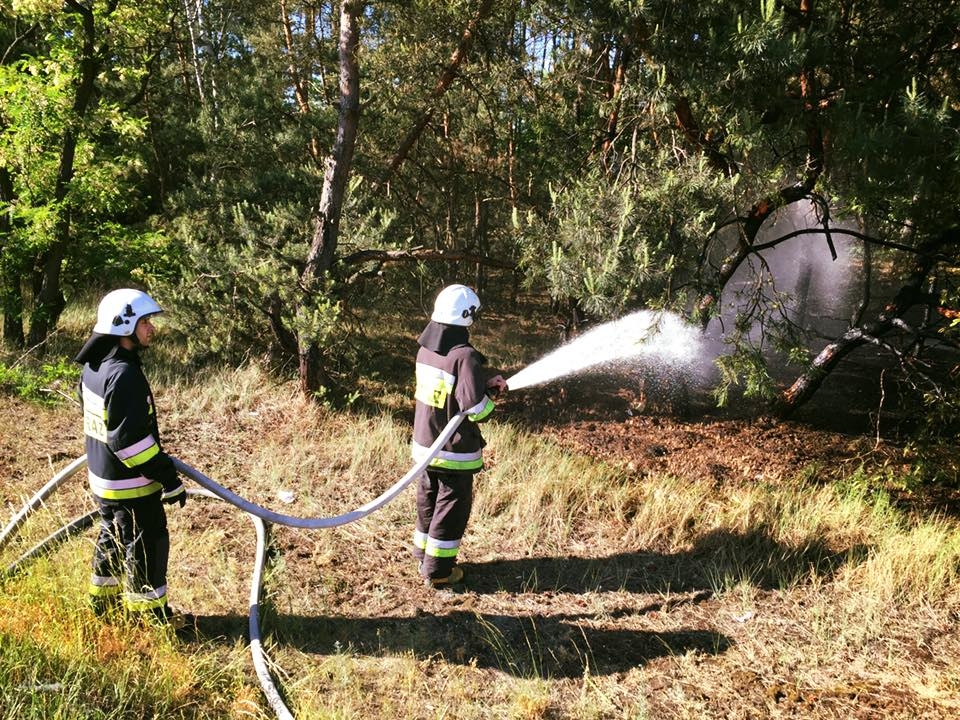 Pożar poszycia leśnego w Nowym Mieście - Zdjęcie główne