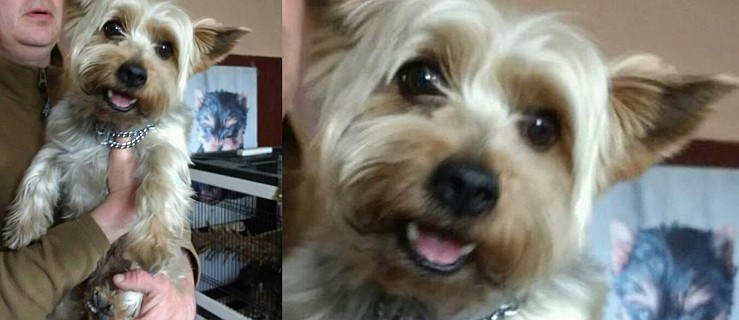 Znaleziono zadbanego psa. Właściciel poszukiwany  - Zdjęcie główne