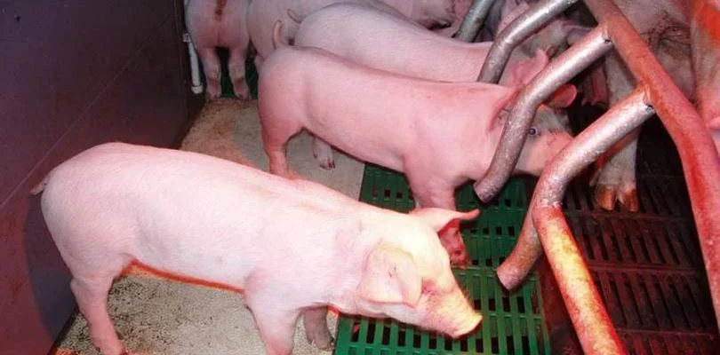 [WR] Wysokie ceny, niski przychód - podsumowanie rynku żywca wieprzowego w roku 2023 - Zdjęcie główne