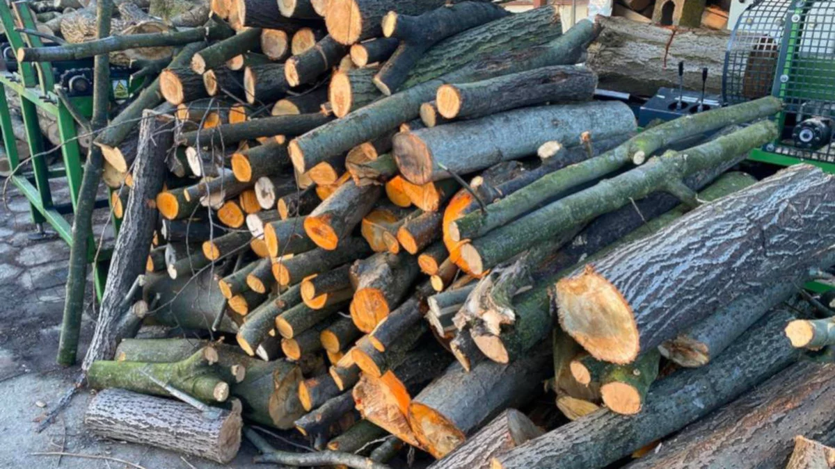 Jarociński magistrat ma na sprzedaż drewno opałowe. Gdzie i za ile można je kupić? [SONDA]