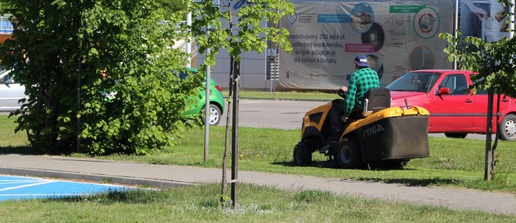 Mieli nie kosić trawników, a jednak koszą - dlaczego? - Zdjęcie główne