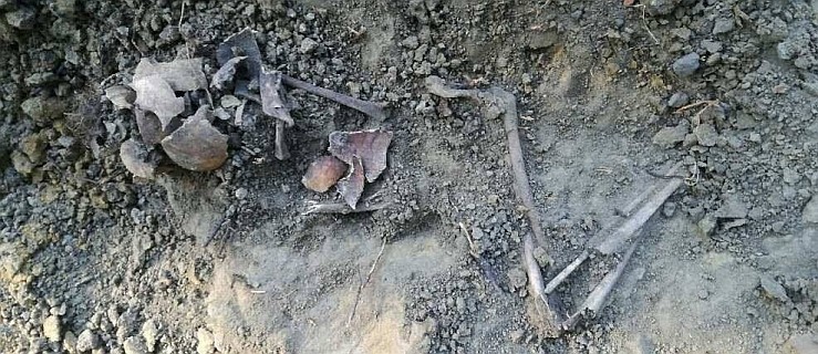 Ludzkie szczątki w parku. Kości dorosłych i dziecka - Zdjęcie główne