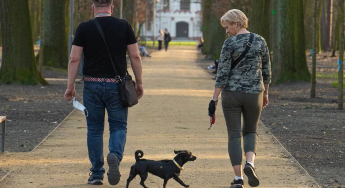 Kolejne prace w parku Radolińskich w Jarocinie. Tym razem przy drzewostanie - Zdjęcie główne