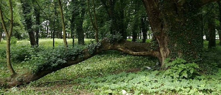 15 pomników w parku w Jarocinie. Będzie uchwała  - Zdjęcie główne