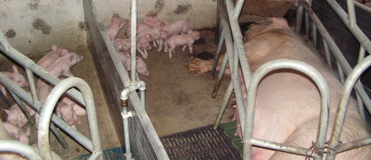 Szkolenie o chorobach zakaźnych świń   - Zdjęcie główne