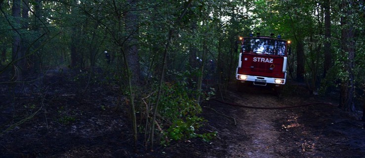 Prawie cztery godziny gasili pożar w środku lasu [ZDJĘCIA] - Zdjęcie główne