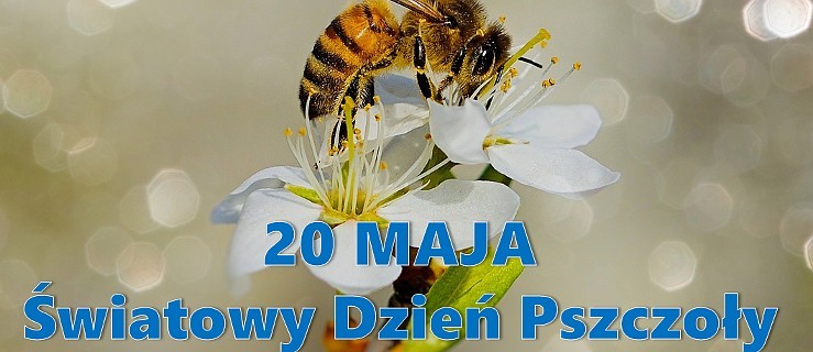 Pszczoły mają dziś swoje święto - Zdjęcie główne