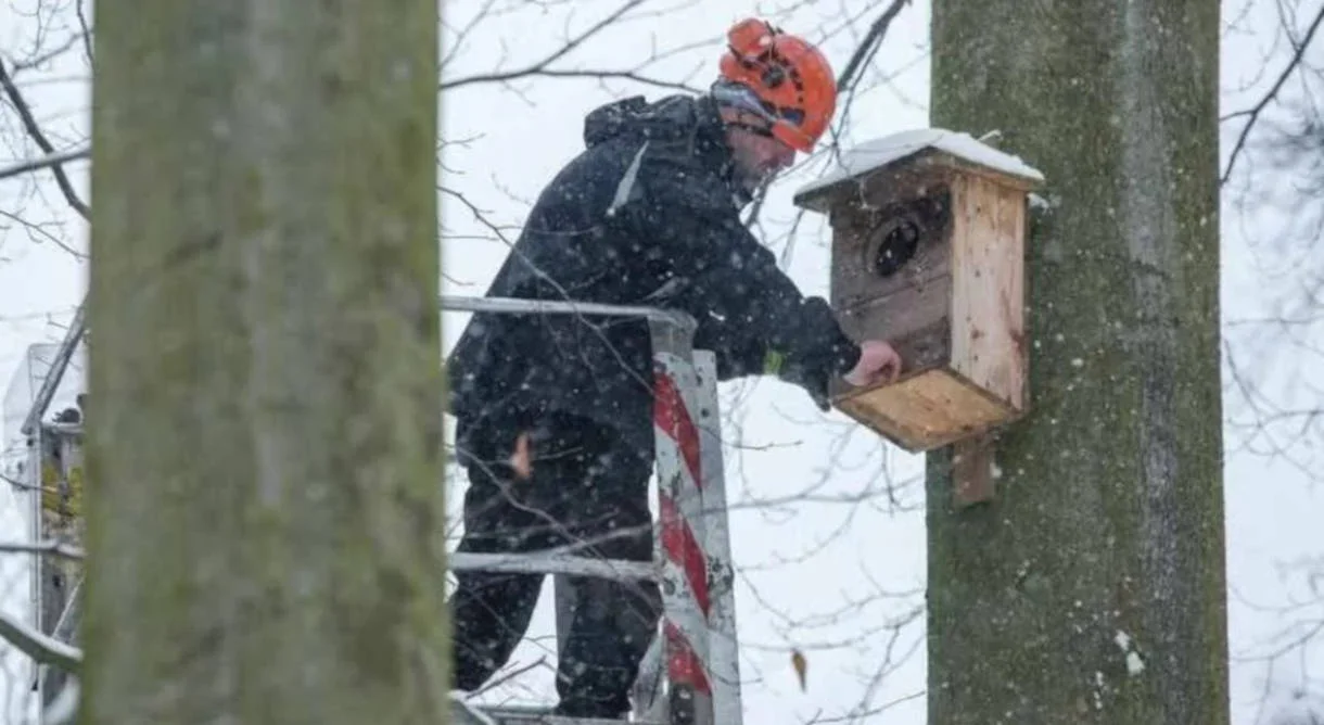 Specjaliści zajmują się budkami lęgowymi w jarocińskich parkach. Jaka jest przyczyna? - Zdjęcie główne