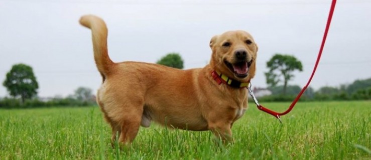 Krakers to karmelowy pies do kochania - Zdjęcie główne