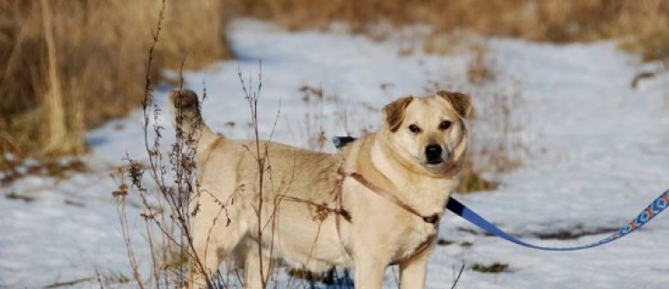 Polo i Karmel ze schroniska znaleźli nowy dom!  - Zdjęcie główne