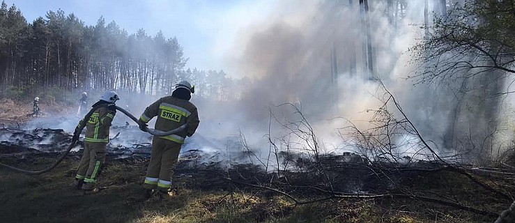  Pożar w lesie. Kilka zastępów straży w akcji     - Zdjęcie główne