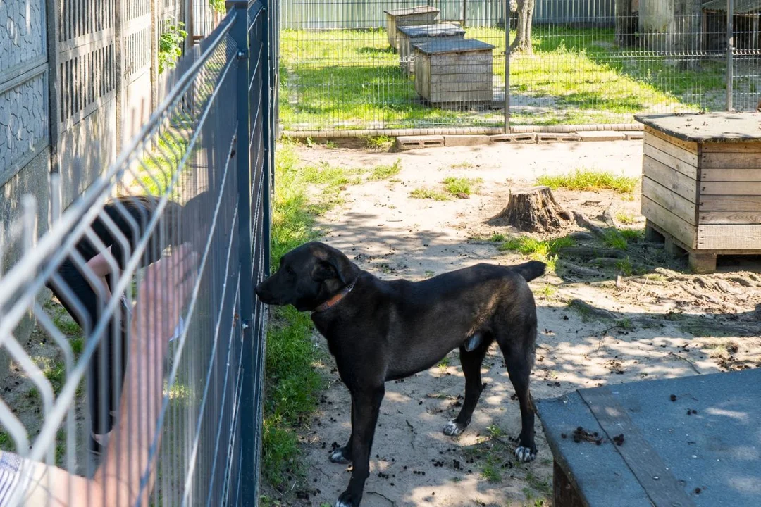 Kto poprowadzi schronisko w Radlinie? Oddział TOZ-u w Jarocinie nie chce startować w konkursie [AKTUALIZACJA] - Zdjęcie główne