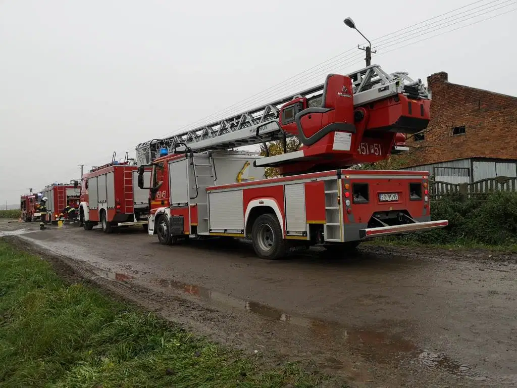 Jarocin.Krowa wpadła do szamba. Uratowali ją strażacy  - Zdjęcie główne