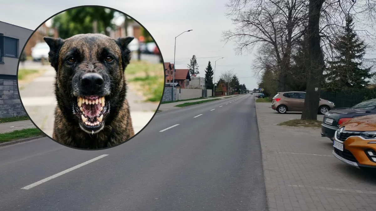 Owczarek rzucił się na kobietę. "Myślałam, iż to już koniec"