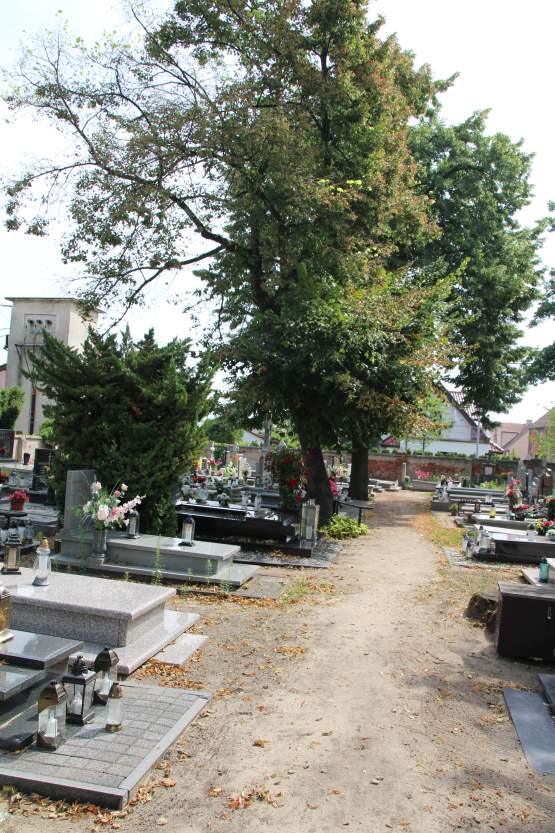 Ludzie: Potężne lipy zagrażają pomnikom na jarocińskim cmentarzu. Czy należy wyciąć drzewa na cmentarzu?  - Zdjęcie główne