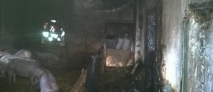 Pożar w gospodarstwie. Ucierpiał rolnik i zwierzęta   - Zdjęcie główne