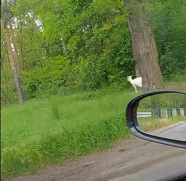 Wyglądała jak duch. Niecodzienne spotkanie w lesie pod Cielczą [WIDEO]