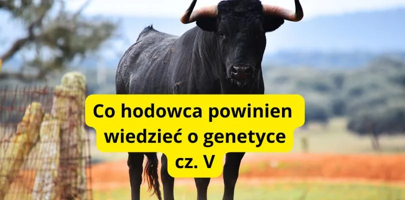 [WR] Jak dobierać nasienie buhaja? - Zdjęcie główne