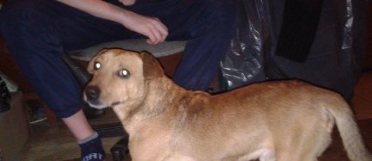 Dino zaginął w Jarocinie. Właściciel prosi o pomoc  - Zdjęcie główne