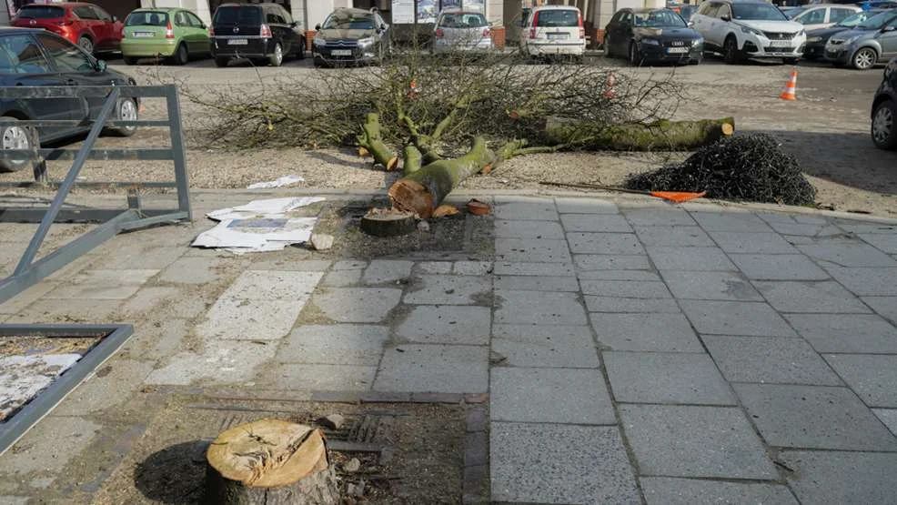 Rewitalizacja śródmieścia Jarocina. Wielka wycinka drzew na rynku [ZDJĘCIA, WIDEO] - Zdjęcie główne