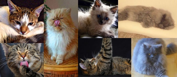 Te zdjęcia kotów zaskoczą cię. Zobacz! - Zdjęcie główne
