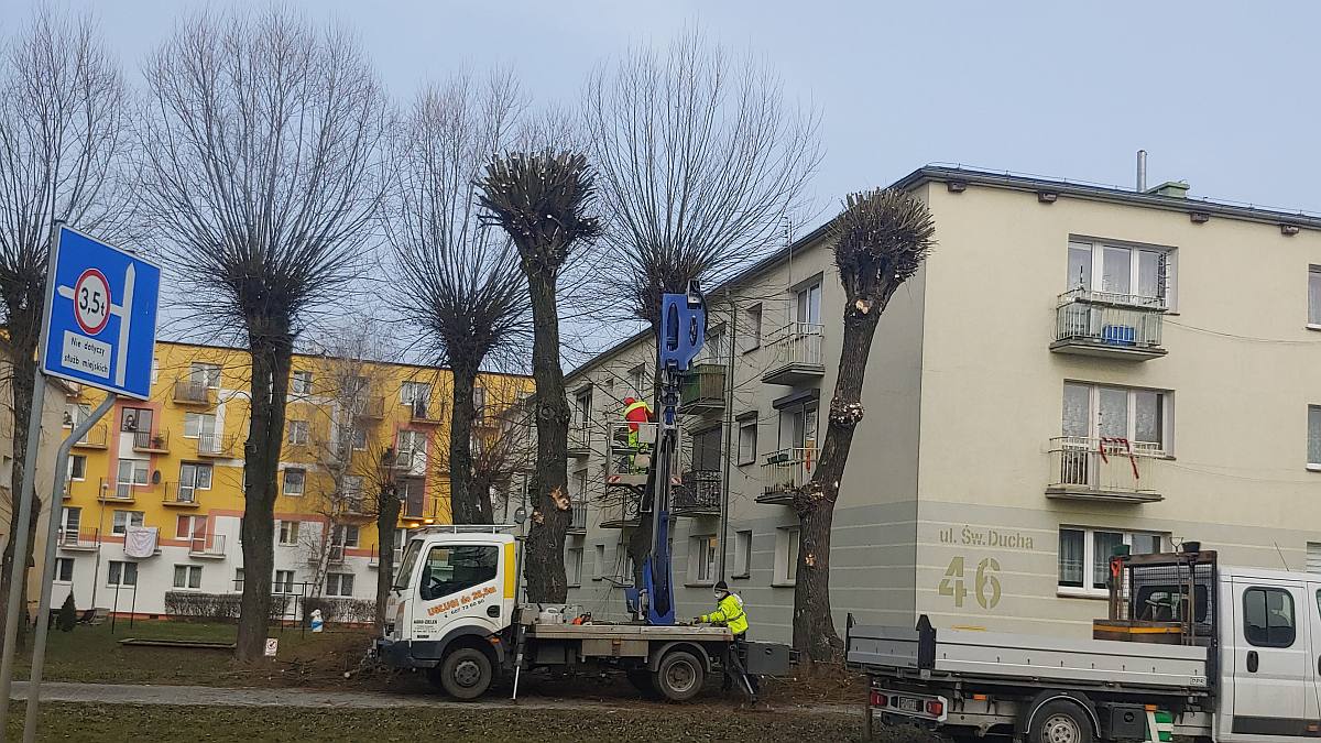 Jarocin. Rozpoczęło się wiosenne przycinanie drzew na terenie miasta  - Zdjęcie główne