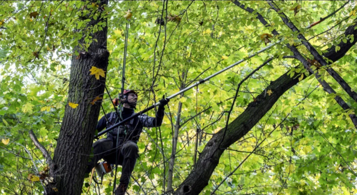 W jarocińskim parku Radolińskich trwają prace pielęgnacyjne drzewostanu - Zdjęcie główne