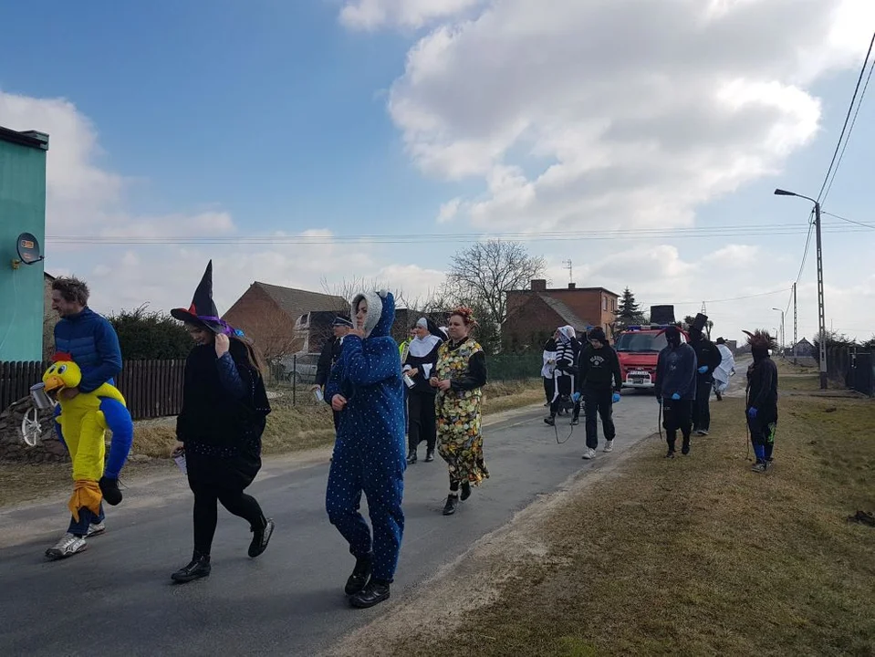 Niedźwiedzie powrócą w Lany Poniedziałek. Wielu na nich czekało od dwóch lat