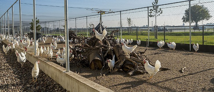 Burmistrz wydał decyzję w sprawie budowy kurnika w środku wsi - Zdjęcie główne