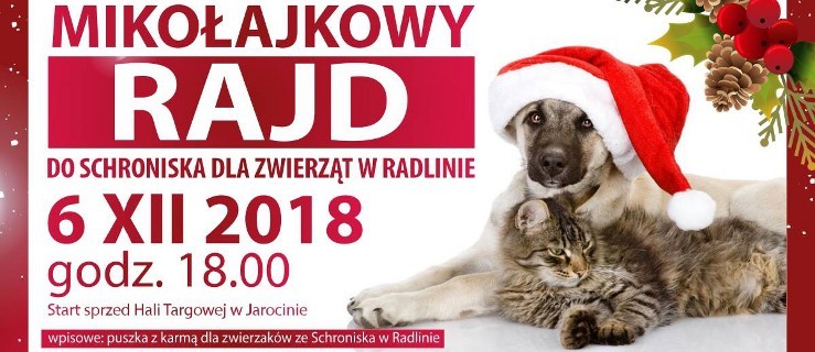 Rajd do schroniska w Radlinie. Możesz pojechać lub pobiec za puszkę karmy - Zdjęcie główne