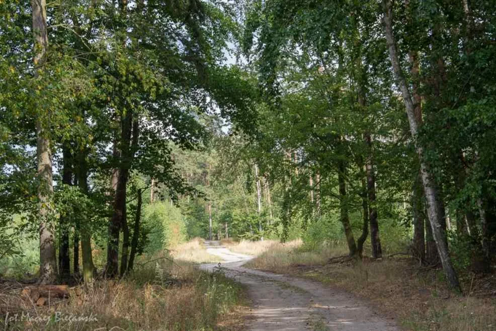 Łącznik między Jarocinem a Wilkowyją