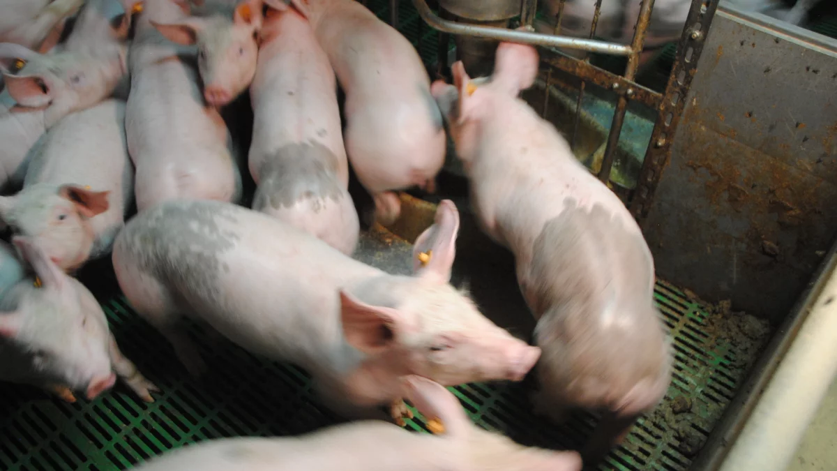 Ceny tuczników w odwrocie. Ile płacą za świnie?