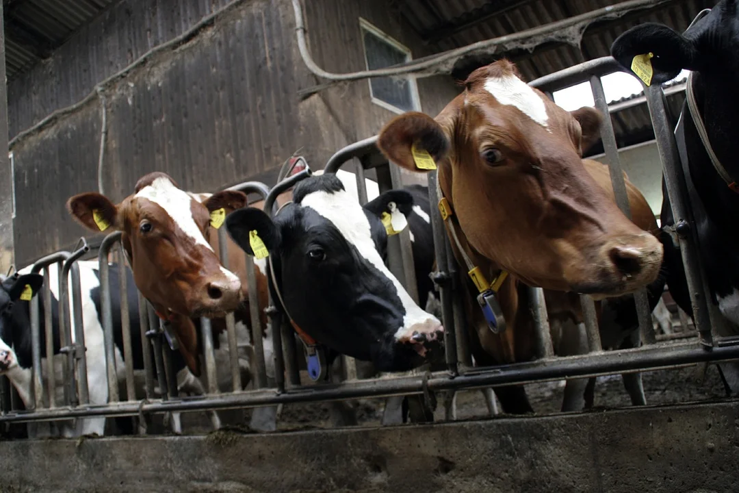 Kwaśny węglan sodu - Jaką rolę spełnia w procesie żywienia bydła? - Zdjęcie główne