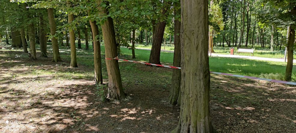 Szkodnik w parku w Jarocinie. Jego jad działa drażniąco. Miasto wystosowało apel